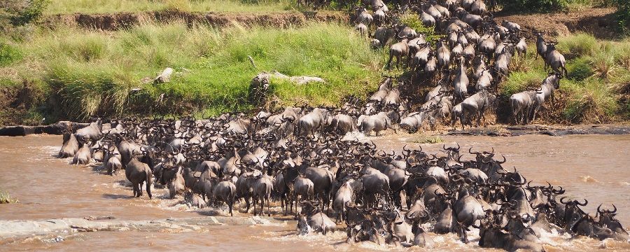 5-Day Signature Safari through Serengeti & Ngorongoro Crater